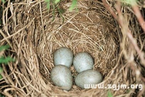 夢到鳥蛋|夢見鳥蛋做夢夢到是什麼意思會怎麼樣好不好